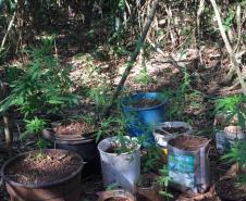 36 pés de maconha são encontrados por cão do BPFron na Operação Hórus