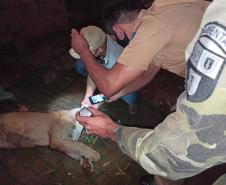 Onça-parda é encontrada em porão de residência em Quedas do Iguaçu (PR)