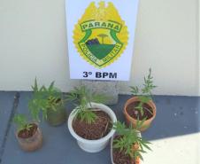 PM de Pato Branco encaminha foragidos e apreende pés de maconha no Sudoeste do Paraná