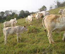 Cerca de 31 cabeças de gado são recuperadas pela PM no Centro-Oeste do estado