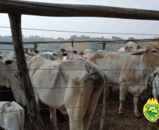 Cerca de 31 cabeças de gado são recuperadas pela PM no Centro-Oeste do estado
