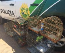 No final de semana, BPAmb-FV apreende arma de fogo, 800 caixas de cigarros contrabandeados e galos de rinha em situações distintas