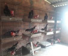 No final de semana, BPAmb-FV apreende arma de fogo, 800 caixas de cigarros contrabandeados e galos de rinha em situações distintas