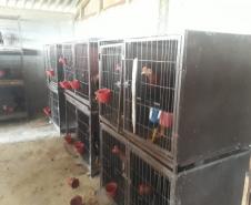 No final de semana, BPAmb-FV apreende arma de fogo, 800 caixas de cigarros contrabandeados e galos de rinha em situações distintas