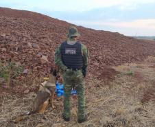 BPFron apreende mais de 15 quilos de maconha em Marechal Cândido Rondon (PR)