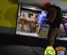 BPRv apreende mais de 50 quilos de maconha e um revólver em situações distintas