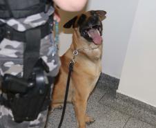 Polícia treina cães de faro para encontrar novas drogas em circulação