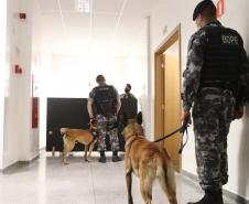 Polícia treina cães de faro para encontrar novas drogas em circulação