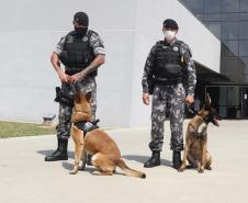 Polícia treina cães de faro para encontrar novas drogas em circulação