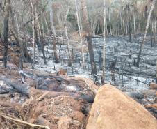 Operação Mata Atlântica em Pé aplica R$ 7,8 milhões em multas