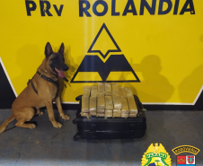 Cão de faro do BPRv localiza droga em ônibus que seguia para São Paulo