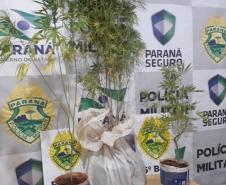 Em Cascavel (PR), PM apreende pés de maconha, duas pistolas airsoft e um revólver em situações distintas