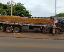 BPRv apreende quase 5,5 toneladas de maconha meio a carga de milho no Oeste do estado