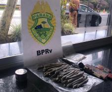 Em blitz educativa sanitária, Canil do BPRv apreende maconha em Pontal do Paraná 