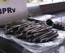 Em blitz educativa sanitária, Canil do BPRv apreende maconha em Pontal do Paraná 