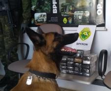 BPFron apreende mais de 17 quilos de maconha ao abordar ônibus em Marechal Cândido Rondon (PR)