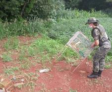 Polícia Ambiental apreende 50 aves nativas e aplica R$ 30 mil em multas no Noroeste do estado