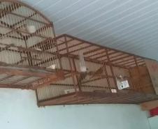 Polícia Ambiental apreende 50 aves nativas e aplica R$ 30 mil em multas no Noroeste do estado