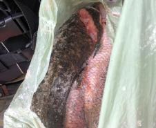 Operação apreende 48 quilos de peixes nativos em Ortigueira