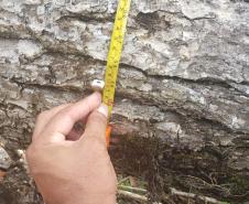 Nas águas e nas matas do Litoral, Polícia Ambiental faz oito prisões e resgata 174 aves silvestres nos primeiros 10 dias de Verão Consciente
