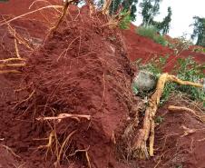 Destruição de mata nativa no Norte Pioneiro resulta em multa, apreensão e prisão