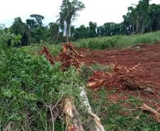 Destruição de mata nativa no Norte Pioneiro resulta em multa, apreensão e prisão