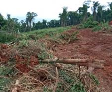 Destruição de mata nativa no Norte Pioneiro resulta em multa, apreensão e prisão