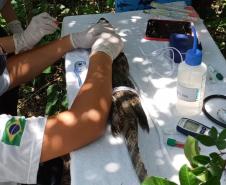 Polícia Ambiental presta apoio à UFPR do litoral na soltura de um jacaré em Pontal do Paraná