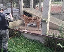 Polícia Ambiental presta apoio na remoção de tigre da Malásia e papagaios para o Zoológico de Curitiba