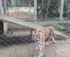 Polícia Ambiental presta apoio na remoção de tigre da Malásia e papagaios para o Zoológico de Curitiba