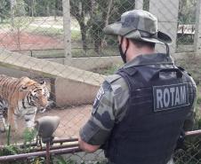 Polícia Ambiental presta apoio na remoção de tigre da Malásia e papagaios para o Zoológico de Curitiba