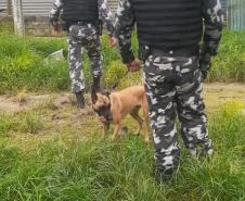 ROTAM localiza quase sete quilos de maconha na Estrada das Colônias em Paranaguá (PR)