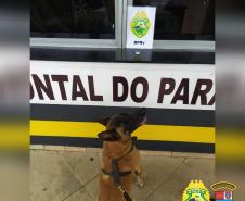 Polícia Rodoviária fiscaliza acesso ao Litoral com cães de faro e apreende maconha e ecstasy durante a Operação Vida
