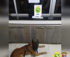 Polícia Rodoviária fiscaliza acesso ao Litoral com cães de faro e apreende maconha e ecstasy durante a Operação Vida