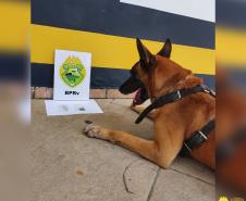 Cão de faro do BPRv localiza drogas sintéticas durante a Operação Vida em Pontal do Paraná