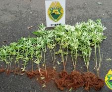 No Sudoeste do estado, PM apreende 19 pés de maconha e uma arma de fogo em situações distintas