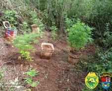 No Sudoeste do estado, PM apreende 19 pés de maconha e uma arma de fogo em situações distintas