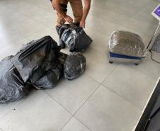 Policiais Rodoviários estaduais apreendem mais de 53 quilos de Skunk em Perobal, no Noroeste do estado, durante Operação Vida
