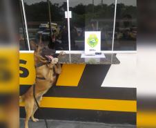 BPRv apreende maconha e produtos contrabandeados em situações distintas no estado