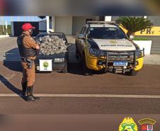 Mais de 29 quilos de Skunk e contrabando são apreendidos pelo BPRv no estado