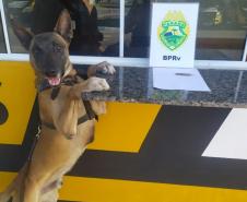 Operação Vida: Militares estaduais com auxílio de cão policial apreendem maconha e encaminham três pessoas, em ocorrências distintas, no Litoral do Paraná