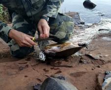 Batalhão Ambiental resgata tartarugas ameaçadas de extinção presas em rede de pesca na Usina de Salto Caxias