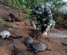 Batalhão Ambiental resgata tartarugas ameaçadas de extinção presas em rede de pesca na Usina de Salto Caxias