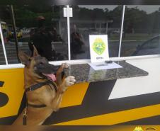 Cães do BPRv protagonizam apreensões de drogas no litoral durante Verão Consciente