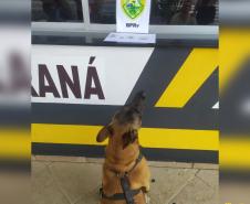 Cães do BPRv protagonizam apreensões de drogas no litoral durante Verão Consciente