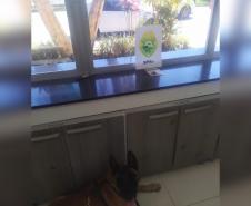 Cães do BPRv protagonizam apreensões de drogas no litoral durante Verão Consciente