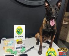 Cão policial da PM entrega esquema de suspeitos ao localizar crack escondido embaixo de uma pedra, em Cianorte (PR)