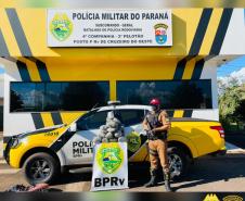 Em situações distintas, BPRv apreende mais de 10 quilos de skunk e um pé de maconha em situações distintas