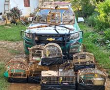 ​Polícia Ambiental reforça ações e atende 15 mil ocorrências em 2020