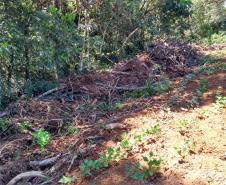 Polícia Ambiental aplica mais de R$ 70 mi em multas após denúncia de desmatamento em Prudentópolis (PR)